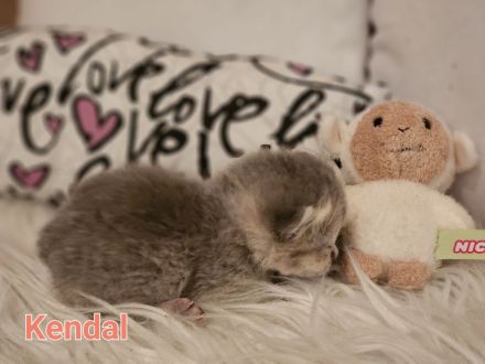 BKH Kitten Reinrassig