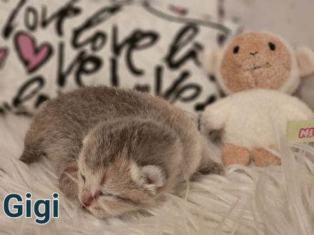 BKH Kitten Reinrassig