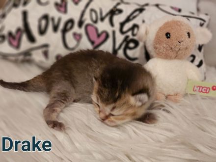 BKH Kitten Reinrassig