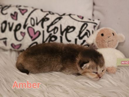 BKH Kitten Reinrassig