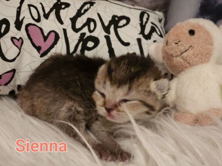 BKH Kitten Reinrassig