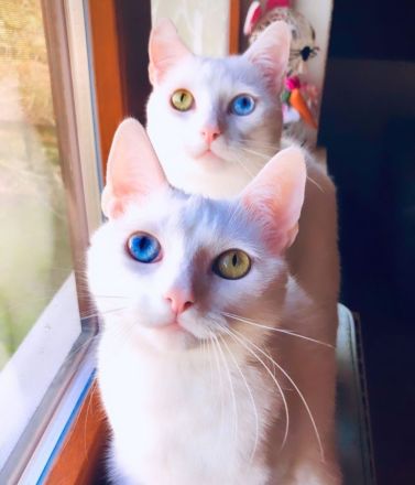 Verkaufe meine zwei Katzen!