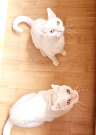 Verkaufe meine zwei Katzen!