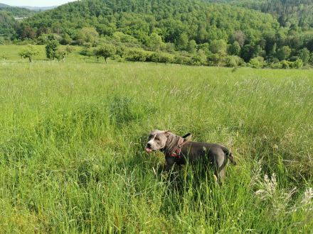 American Stafford Deckrüde Blue line