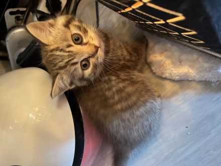 Reinrassige bkh kitten suchen neues zu hause