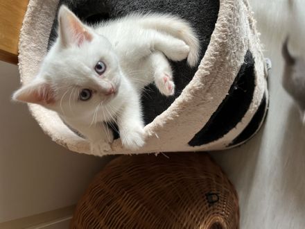 Reinrassige bkh kitten suchen neues zu hause