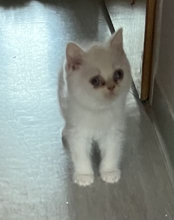 Reinrassige bkh kitten suchen neues zu hause