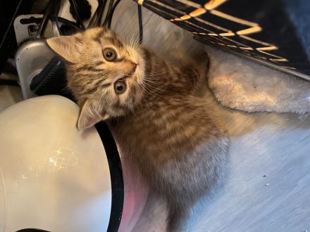 Reinrassige bkh kitten suchen neues zu hause