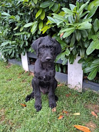 Großpudel + Rhodesian Ridgeback  Junghunde