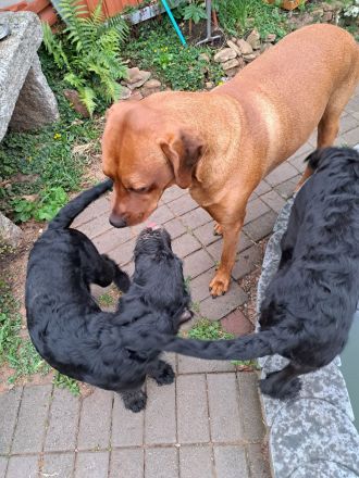 Großpudel + Rhodesian Ridgeback  Junghunde