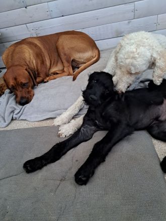 Großpudel + Rhodesian Ridgeback  Junghunde