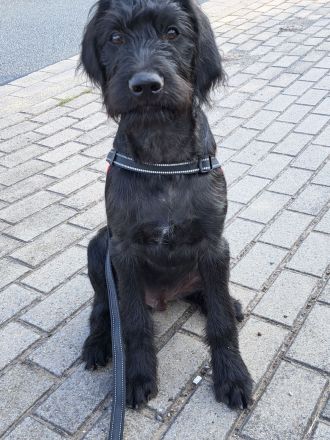 Großpudel + Rhodesian Ridgeback  Junghunde