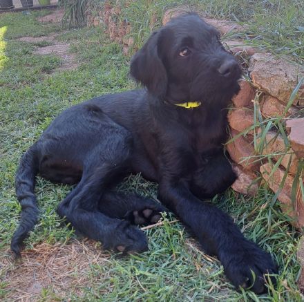 Großpudel + Rhodesian Ridgeback  Junghunde