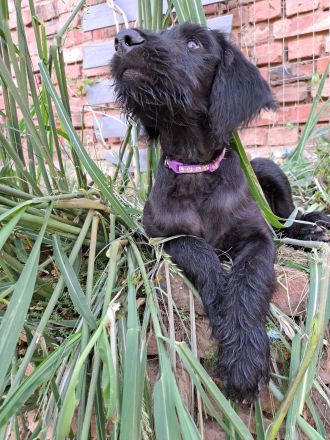 Großpudel + Rhodesian Ridgeback  Junghunde