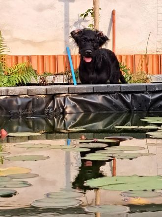 Großpudel + Rhodesian Ridgeback  Junghunde