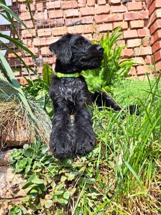 Großpudel + Rhodesian Ridgeback  Junghunde