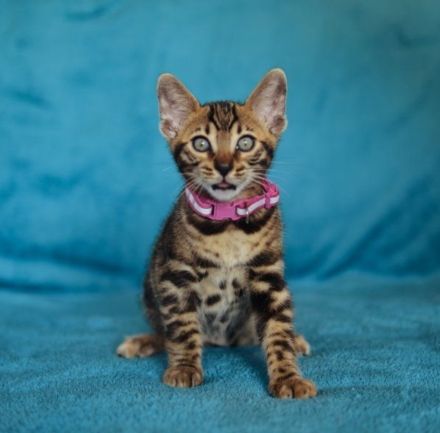 Bengal kittens ,