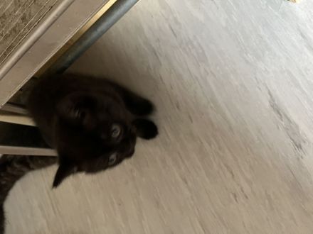 Bkh kitten suchen neues heim