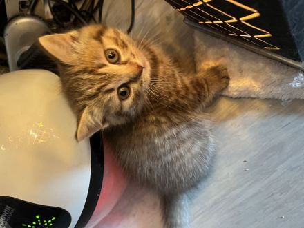Bkh kitten suchen neues heim