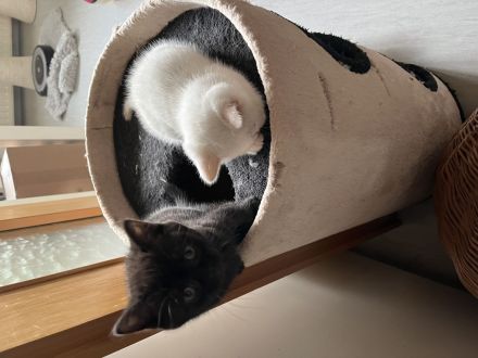 Bkh kitten suchen neues heim