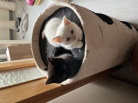 Bkh kitten suchen neues heim