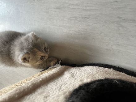 Bkh kitten suchen neues heim