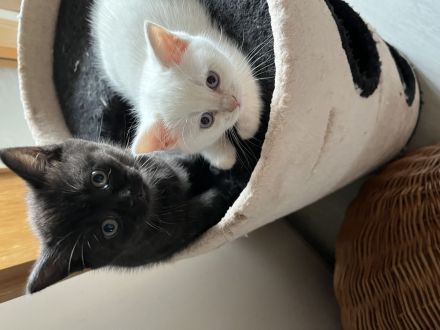 Bkh kitten suchen neues heim