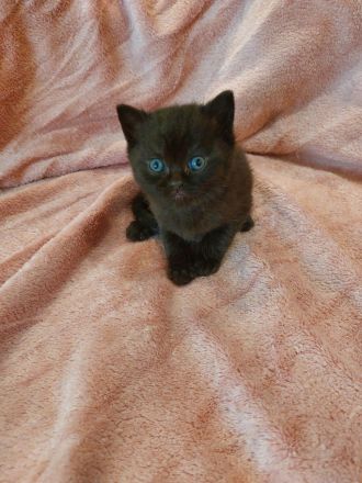❤️ 5 BKH Kitten