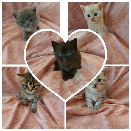 ❤️ 5 BKH Kitten