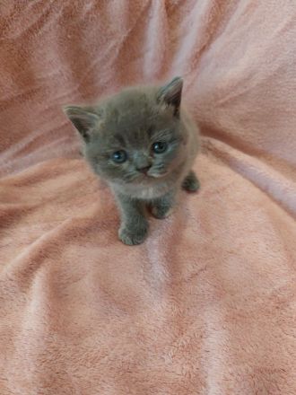 ❤️ 5 BKH Kitten