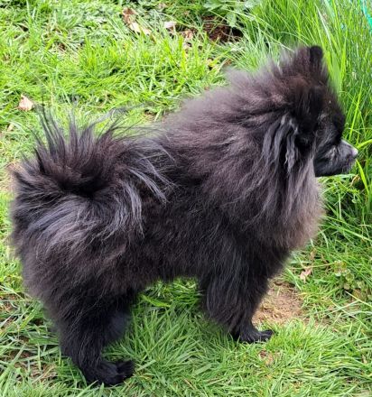 Pomeranian-Chihuahua Mix Mädchen (Pomchi)