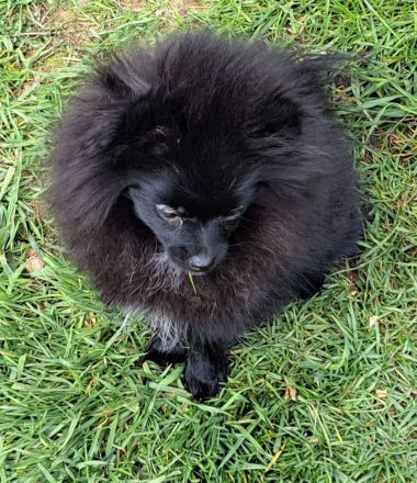 Pomeranian-Chihuahua Mix Mädchen (Pomchi)