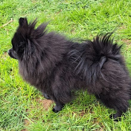 Pomeranian-Chihuahua Mix Mädchen (Pomchi)