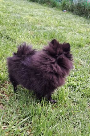 Pomeranian-Chihuahua Mix Mädchen (Pomchi)