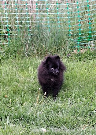 Pomeranian-Chihuahua Mix Mädchen (Pomchi)