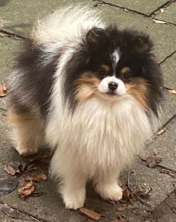 Pomeranian-Chihuahua Mix Mädchen (Pomchi)