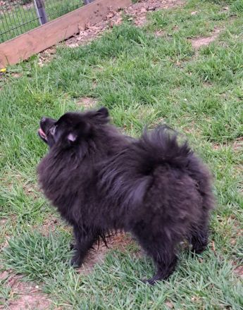 Pomeranian-Chihuahua Mix Mädchen (Pomchi)