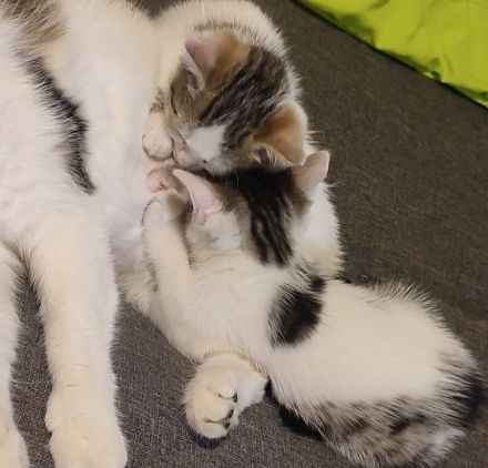 2 kleine Kätzchen 11 Wochen alt