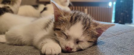 2 kleine Kätzchen 11 Wochen alt