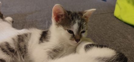 2 kleine Kätzchen 11 Wochen alt