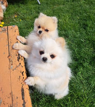 Pomeranian-Zwergspitz Deckrüde freut sich auf Damenbesuch