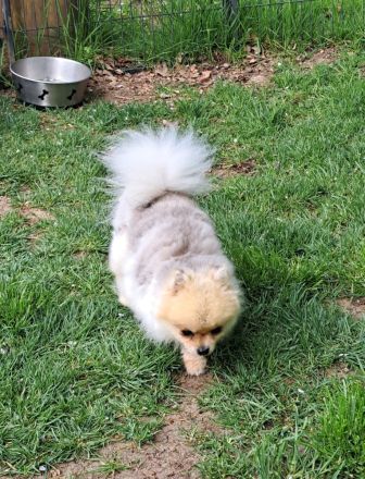 Pomeranian-Zwergspitz Deckrüde freut sich auf Damenbesuch