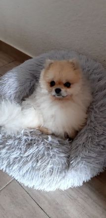 Pomeranian-Zwergspitz Deckrüde freut sich auf Damenbesuch