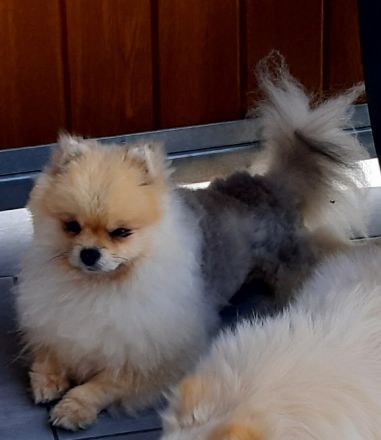 Pomeranian-Zwergspitz Deckrüde freut sich auf Damenbesuch