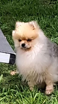 Pomeranian-Zwergspitz Deckrüde freut sich auf Damenbesuch