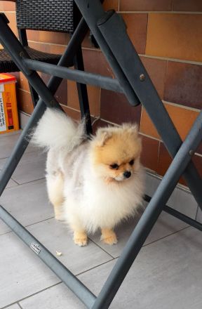 Pomeranian-Zwergspitz Deckrüde freut sich auf Damenbesuch