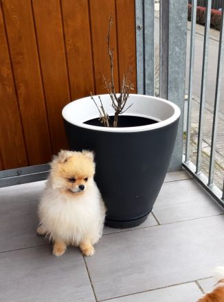 Pomeranian-Zwergspitz Deckrüde freut sich auf Damenbesuch