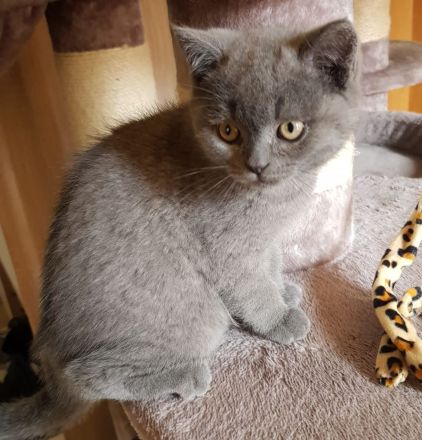 BKH Kitten Blue