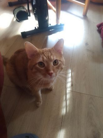 Simba und glücky suchen ein neues Zuhause