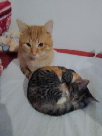 Simba und glücky suchen ein neues Zuhause